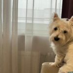 Co się stanie, jeśli nakarmisz psa ze stołu: nie rozpieszczanie, ale łamanie hierarchii co-sie-stanie-jesli-nakarmisz-psa-ze-stolu-nie-rozpieszczanie.jpg