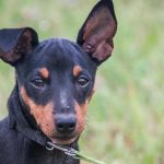 Dlaczego twój pies jest z tobą smutny: nauka odkryła sekret empatii dlaczego-twoj-pies-jest-z-toba-smutny-nauka-odkryla-sekret.jpg