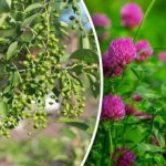 I nie potrzebujesz prognozy pogody: które rośliny przewidują deszcz I nie potrzebujesz prognozy pogody: które rośliny przewidują deszcz