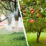 Mszyce już nigdy nie dotkną jabłoni: skuteczne rozwiązanie dwuskładnikowe Mszyce już nigdy nie dotkną jabłoni: skuteczne rozwiązanie dwuskładnikowe