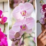 Orchidea zakwitnie jesienią, jeśli będziesz ją karmić raz w miesiącu jednym prostym środkiem. Orchidea zakwitnie jesienią, jeśli będziesz ją karmić raz w miesiącu