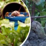 Proste działanie w sierpniu: ogrodnik podzielił się tym, jak sprawić, by buraki były słodkie i soczyste Proste działanie w sierpniu: ogrodnik podzielił się tym, jak sprawić,