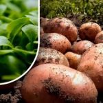 Ziemia będzie jak puch: ogrodnik powiedział, co zasiać po zbiorach ziemniaków Ziemia będzie jak puch: ogrodnik powiedział, co zasiać po zbiorach