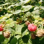 Jak dokładnie przycinać maliny, aby nie rozpraszały się po całej działce: stara metoda jak-dokladnie-przycinac-maliny-aby-nie-rozpraszaly-sie-po-calej.jpg