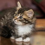 Jak koty widzą niewidzialne: tajemnica ich supermocy i światła ultrafioletowego jak-koty-widza-niewidzialne-tajemnica-ich-supermocy-i-swiatla-ultrafioletowego.jpg